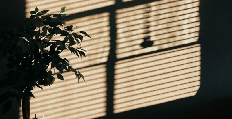 A backlit plant in front of a window with its blinds pulled.